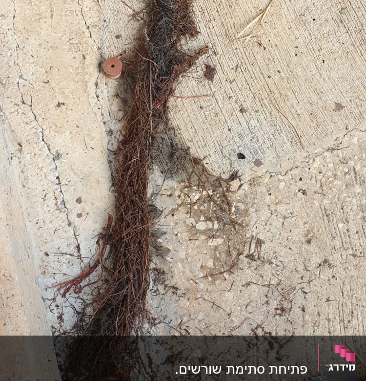 שורשים על הקרקע ליד רגל ומכסה ניקוז